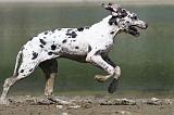 DOGUE ALLEMAND 124